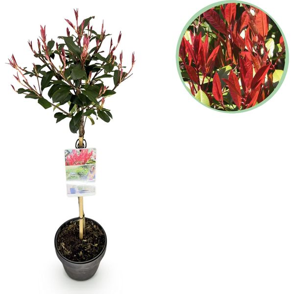 Fotinia Photinia Fraseri Carré Rouge – 19 Cm Di Altezza, Circa 90 Cm – Sempreverde E Resistente Al Freddo – Fogliame Verde-Rosso – Arbusto Ornamentale-image