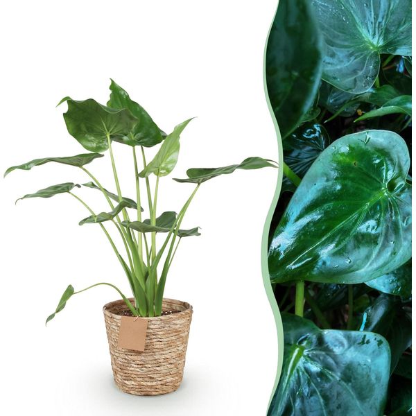 Alocasia Cucullata – Mano Di Buddha – 65-70 Cm – 21 Cm Con Cesto – Pianta Da Appartamento Esotica Di Facile Manutenzione – Foglie Lucide A Forma Di Cuore – Elemento Decorativo Tropicale-image