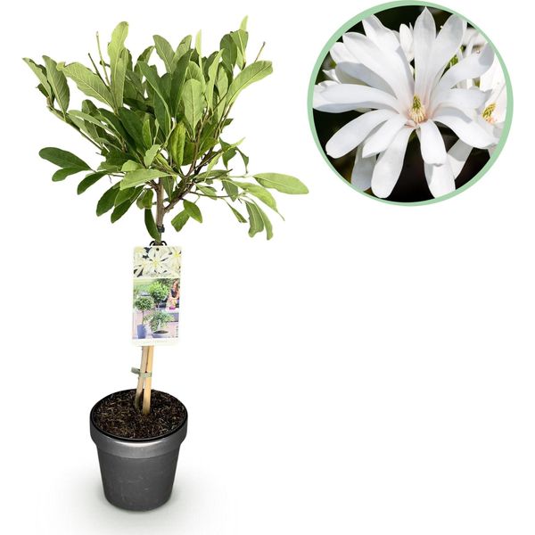 Magnolia Stellata Magnolia Stellata – 19 Cm Di Altezza, Circa 90 Cm – Fioritura Bianca – Decidua E Resistente Al Freddo – Elegante Magnolia Per Aiuole, Balconi E Terrazze-image