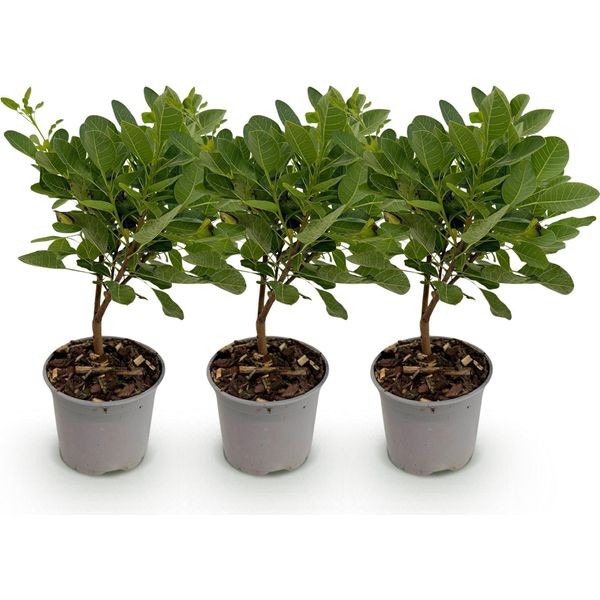 Cotinus Coggyria Young Lady – 3 Piante – 12 Cm – Altezza Circa 35 Cm – Arbusto Deciduo Con Fiori Rosa E Foglie Gialle In Autunno, Ideale Per Aiuole, Balconi E Terrazze-image