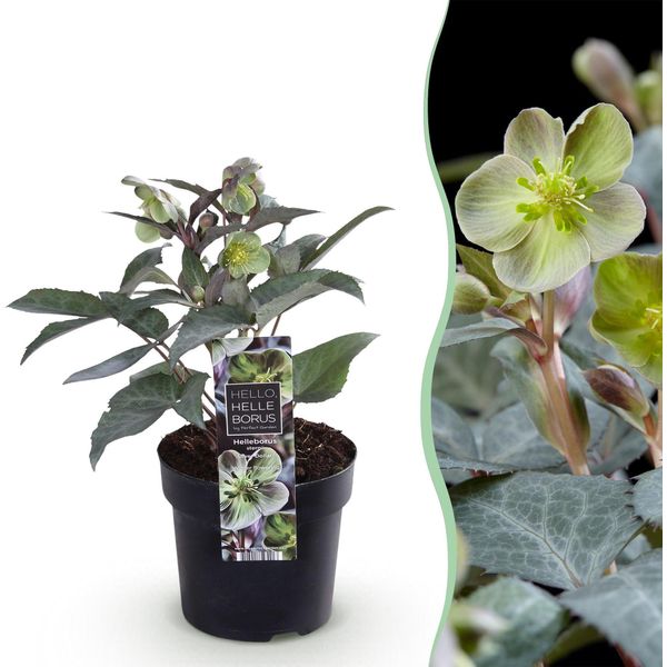 Rosa Di Natale Helleborus Sternii Silver Dollar – Altezza 14 Cm, Larghezza Circa 35 Cm – Sempreverde E Fioritura Invernale – Fiori Verdi Per Aiuole, Balconi E Terrazze – Piante Perenni Invernali Robuste E Di Facile Manutenzione-image
