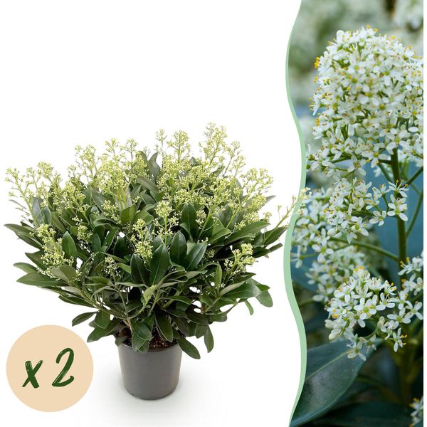 Skimmia Japonica Finchy – 2 Piante 19 Cm Di Altezza Circa 60 Cm – Fioritura Bianca – 40+ Fiori – Resistente Al Freddo E Sempreverde-image