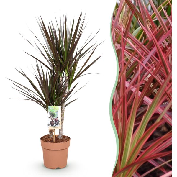 Dracaena Magenta – Albero Del Sangue Di Drago – 17 Cm – Altezza 70–80 Cm – Pianta Da Appartamento Rosso-Verde Di Facile Manutenzione Con Steli Decorativi Per Soggiorni E Uffici-image