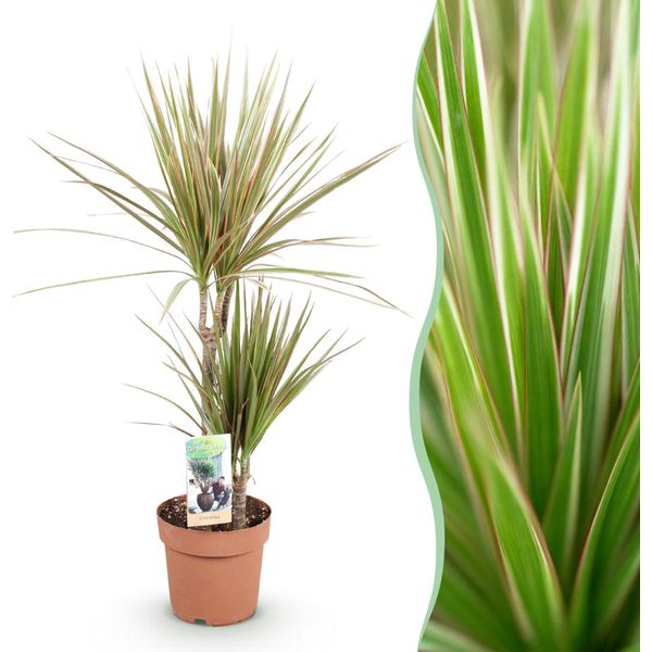 Dracaena Marginata Bicolor – Dracaena – 17 Cm – Altezza 70–75 Cm – Pianta Da Appartamento Facile Da Curare, Di Colore Rosso-Verde, Con Fogliame Decorativo, Ideale Per Soggiorni E Uffici.-image