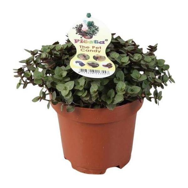 Cuscino Di Bellezza Strisciante - Callisia Repens - Pianta In Pollici - Pianta Da Appartamento - Ø12Cm - Altezza Circa 17Cm - Facile Da Curare E Decorativa-image