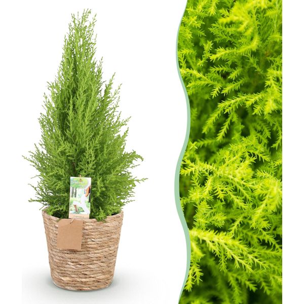 Cupressus Gold Crest Wilma – 85-95 Cm – 21 Cm Con Cesto – Conifera Da Interno Di Facile Manutenzione – Cipresso Profumato Giallo-Verde Per Soggiorno, Ufficio E Ingressi-image
