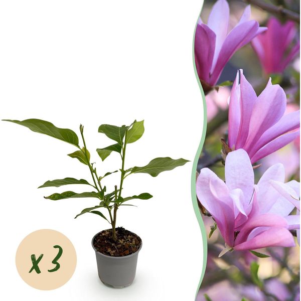 Magnolia Betty – 3 Piante – 12 Cm – Altezza Circa 30 Cm – Magnolia Decidua Con Grandi Fiori Rosa Primaverili Per Aiuole, Balconi E Terrazze-image