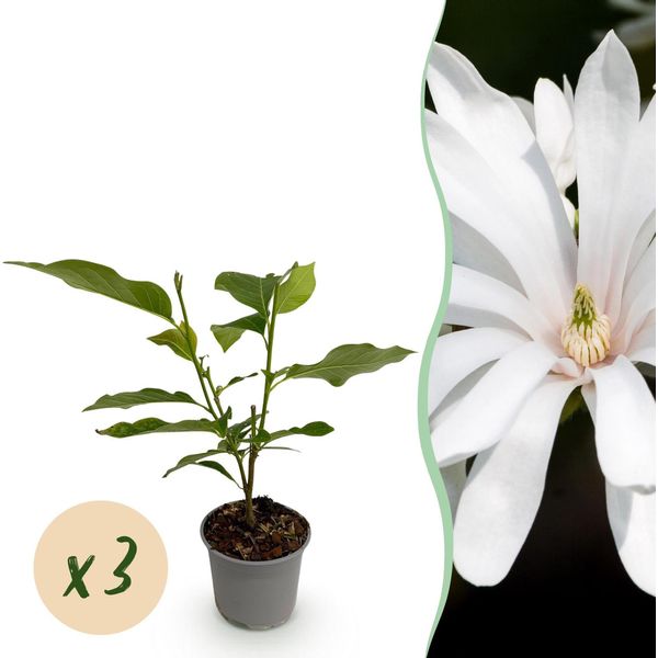 Magnolia Stellata Royal Star – 3 Piante – 12 Cm – Altezza Circa 30 Cm – Arbusto Ornamentale Deciduo Con Fiori Bianchi A Forma Di Stella In Primavera, Ideale Per Aiuole, Balconi E Terrazze-image