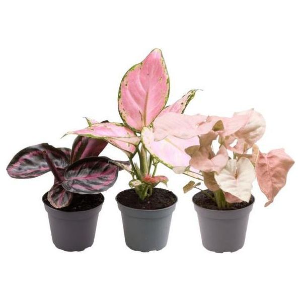 Miscela Di Piante 3 Piante D'appartamento - Aglaonema Red Valentine, Aglaonema Red Zircon E Calathea Roseopicta Rosey - Piante D'appartamento - Piante D'appartamento Facili Da Curare E Decorative-image