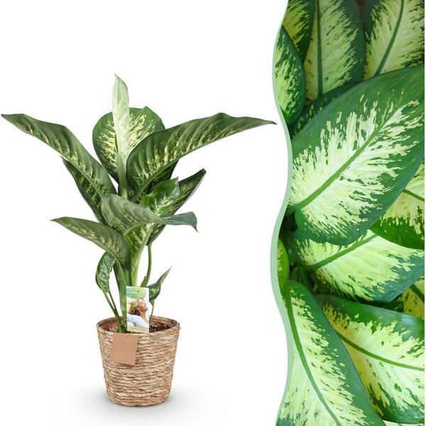 Dieffenbachia Tropic Snow – 90-100 Cm – 21 Cm Con Cesto – Pianta Da Appartamento Colorata E Facile Da Curare – Grandi Foglie Verde-Bianche – Elemento Decorativo Tropicale Per Soggiorno, Ufficio E Interni-image