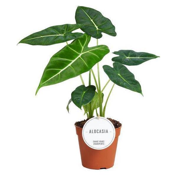 Alocasia Frydek - Foglia Di Freccia - Orecchio Di Elefante - Pianta D'appartamento Esotica Con Foglie A Forma Di Freccia - Ø12Cm - ↕35Cm-image