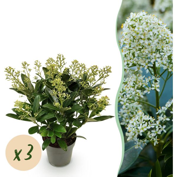 Skimmia Japonica Finchy – 3 Piante Alte 15 Cm, Larghe Circa 30 Cm – Fioritura Bianca Con Delicata Sfumatura Rosa – 15+ Fiori – Resistente Al Freddo E Sempreverde-image