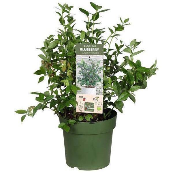Mirtillo Biologico Vaccinium Corymbosum 'Bingo Blue' - Ø23Cm - Altezza Circa 50Cm - Pianta Di Mirtillo Ad Alto Rendimento - Per Giardino, Patio E Balcone - Resistente E Perenne-image