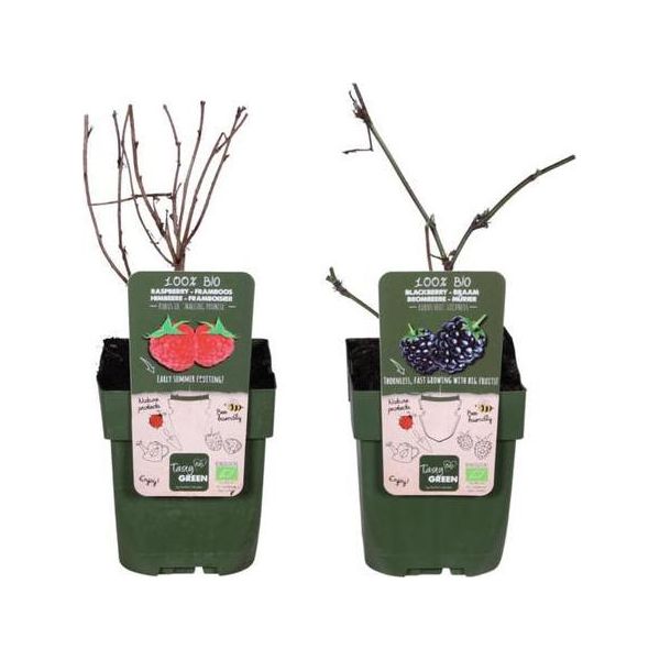 Mix Di Bacche Biologiche - Lampone 'Malling Promise' + Mora 'Loch Ness' - Piante Biologiche Robuste E Ad Alto Rendimento - Per Giardino, Balcone E Terrazza-image