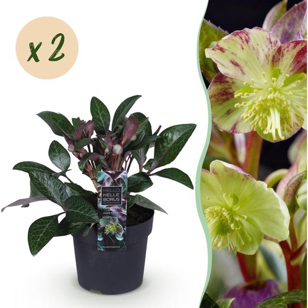 Rosa Di Natale Helleborus Lividus Purple Marble – 2 Piante 14 Cm Di Altezza Circa 35 Cm – Sempreverde E Fioritura Invernale – Fiori Viola Per Aiuole, Balconi E Terrazze – Piante Perenni Robuste E Facili Da Curare-image