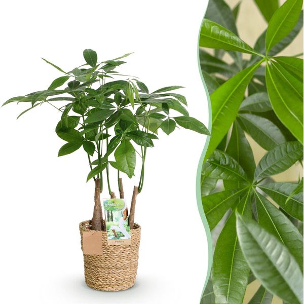 Pachira Aquatica A Più Fusti – 50-55 Cm – 17 Cm Con Cesto – Albero Dei Soldi Facile Da Curare – Pianta Da Appartamento A Più Fusti Di Un Verde Fresco Per Soggiorno, Ufficio E Ingressi-image