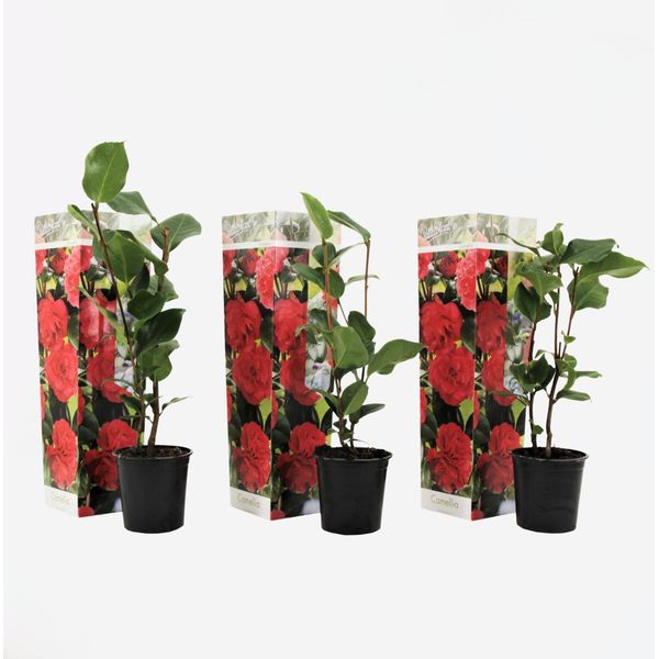 Rosa Giapponese – 3 Piante – Camellia Japonica ‘Lady Campbell’ – Altezza 25–40 Cm – Ø 9 Cm – Camelia Sempreverde E Resistente Al Freddo Con Fiori Rossi – Pianta Ornamentale A Fioritura Precoce Per Giardini, Aiuole E Vasi-image