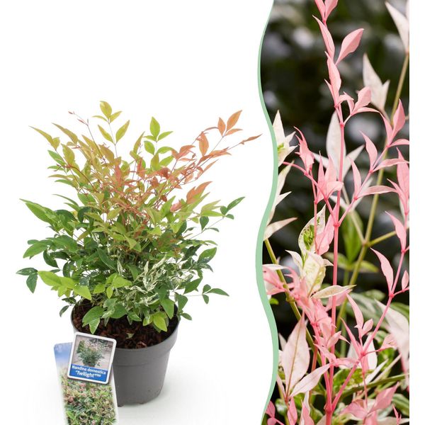 Bambù Sacro Nandina Twilight – 17 Cm Di Altezza, Circa 45 Cm – Sempreverde E Cangiante – Fogliame Rosa Variegato – Arbusto Ornamentale Decorativo Di Facile Manutenzione-image