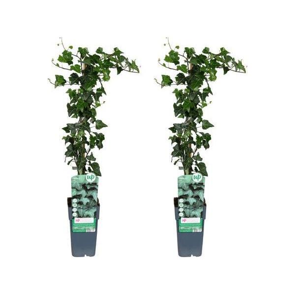 Hedera Helix - Edera Comune - 2 Piante - Pianta D'appartamento - Ø15Cm - ↕65Cm - Rampicante Sempreverde E Pianta Ricadente - Facile Da Curare E Purificante Dell'aria-image