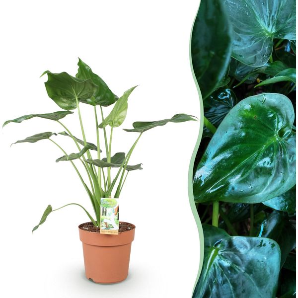 Alocasia Cucullata Mano Di Buddha – 21 Cm – Altezza 65–70 Cm – Pianta Da Appartamento Verde Di Facile Manutenzione Con Foglie A Forma Di Cuore Per Interni Esotici-image