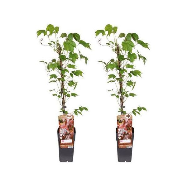 Parthenocissus Tricuspidata Veitchii Boskoop - Rampicante Trilobato - 2 Piante - Pianta Rampicante - Ø15Cm - Altezza Circa 65Cm - Rampicante Resistente Per Giardino, Balcone E Terrazzo-image