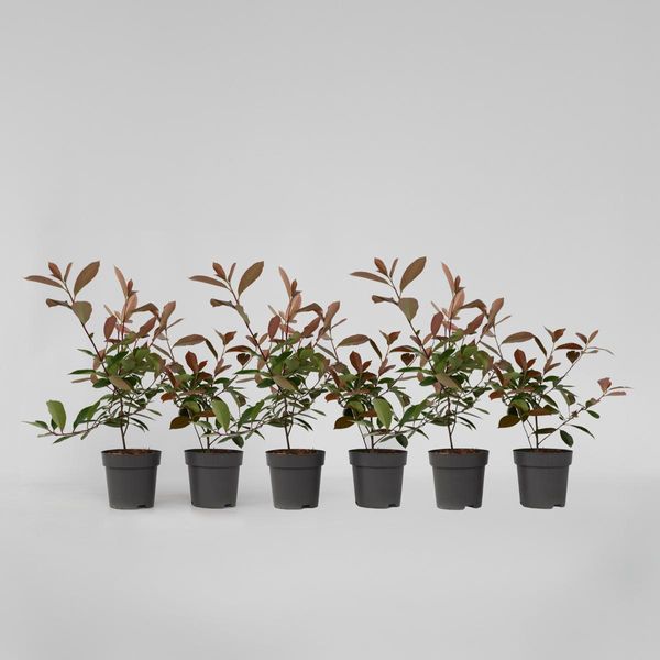 Photinia – 6 Piante – Photinia Fraseri 'Red Robin' – Altezza 30–40 Cm – Pianta Da Siepe Sempreverde Con Foglie Rosse – Resistente Al Freddo, Facile Da Curare E Decorativa-image