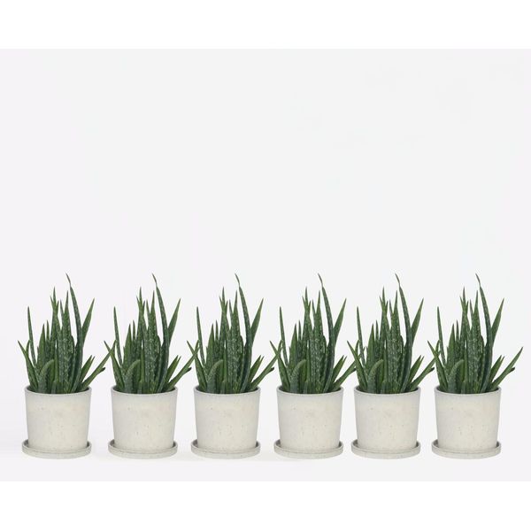 Aloe Vera – 6 Piante – Aloe Barbadensis – Altezza 25–40 Cm – Ø 11 Cm – Pianta Da Appartamento Facile Da Curare E Pianta Medicinale – Succulenta Robusta Per La Casa E L'ufficio – Purificatrice Dell'aria E Decorativa-image