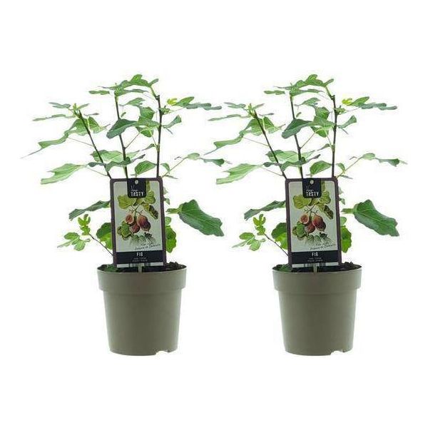 Ficus Precose De Dalmation - Albero Di Fico - Set Di 2 - Ø15Cm - Altezza Circa 40Cm - Pianta D'appartamento Di Facile Cura Con Fogliame Tropicale Lucido-image