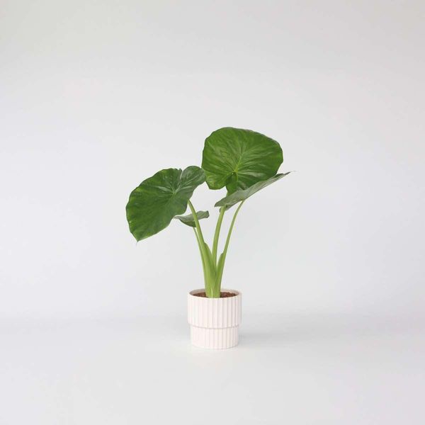 Alocasia – Alocasia ‘Odora’ – Altezza 55–75 Cm – Ø 17 Cm – Giglio Profumato Di Notte Con Foglie Grandi Ed Erette – Pianta Tropicale Da Appartamento E Elemento Decorativo – Facile Da Curare Ed Esotica-image