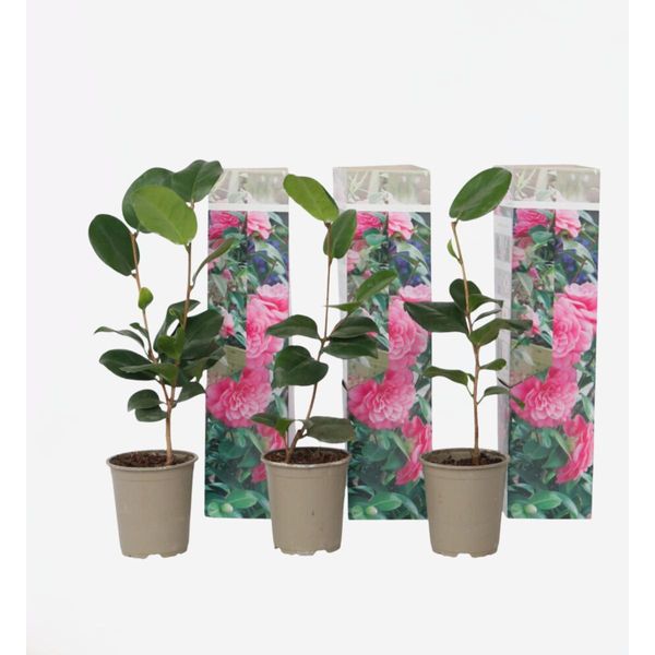 Rosa Giapponese – 3 Piante – Camellia Japonica ‘Bonomiana’ – Altezza 25–40 Cm – Ø 9 Cm – Camelia Sempreverde E Resistente Al Freddo Con Fiori Rosa – Pianta Ornamentale A Fioritura Precoce Per Giardini, Aiuole E Vasi-image