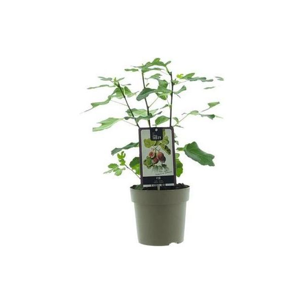 Ficus Precose De Dalmatie - Pianta D'appartamento Di Fico - Ø15Cm - Altezza Circa 40Cm - Pianta D'appartamento Verde Di Facile Manutenzione - Perfetta Per Soggiorno, Ufficio E Balcone-image