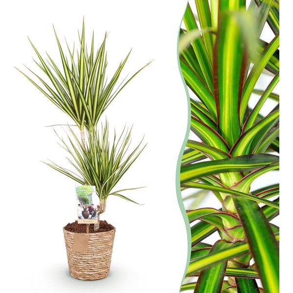 Dracaena Sunray – 70-75 Cm – 17 Cm Con Cesto – Dracaena Facile Da Curare – Fogliame Verde-Giallo – Pianta Da Appartamento Moderna Per Soggiorno, Ufficio E Camera Da Letto-image