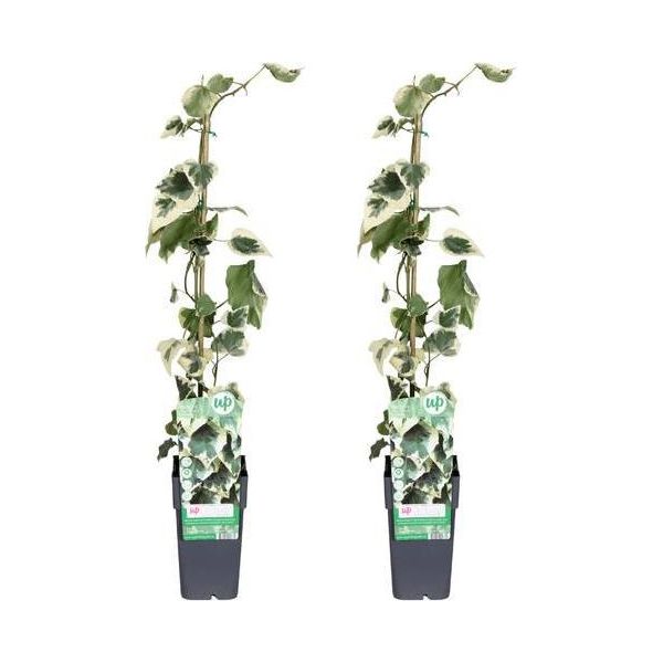 Hedera Colchica Dentata Variegata - Edera - 2 Piante - Pianta Rampicante Sempreverde - Ø15Cm - Altezza Circa 65Cm - Schermo Resistente Per La Privacy In Giardino, Balcone E Patio-image