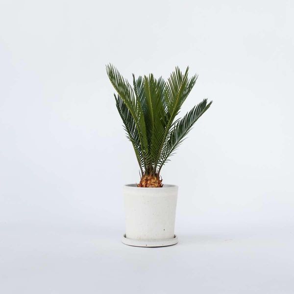 Cycas Revoluta – Altezza 45–60 Cm – Ø 15 Cm – Pianta Da Appartamento E Da Vaso Esotica E Longeva – Cycas Facile Da Curare Con Eleganti Fronde – Per Soggiorno, Terrazza E Giardino D'inverno-image