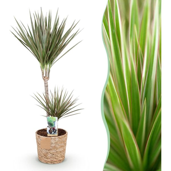 Dracaena Marginata Bicolor – 90-100 Cm – 21 Cm Con Cesto – Dracaena Facile Da Curare – Fogliame Bicolore Verde-Marrone – Pianta D'appartamento Decorativa Per Soggiorni E Uffici-image