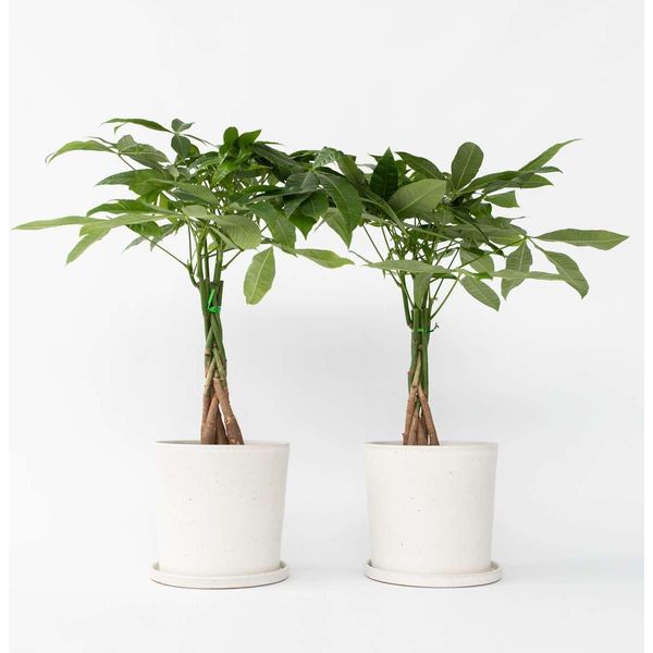 Castagno Della Fortuna – 2 Piante – Pachira Aquatica – Altezza 60–70 Cm – Ø 17 Cm – Pianta Da Interno Intrecciata E Albero Dei Soldi – Pianta Feng Shui Di Facile Manutenzione Per Soggiorno E Ufficio-image