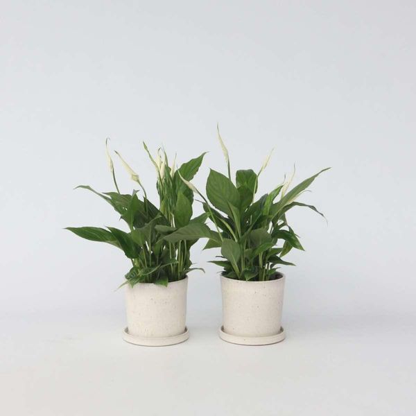 Giglio Della Pace – 6 Piante – Spathiphyllum Torelli – Altezza 30–45 Cm – Ø 12 Cm – Pianta Da Appartamento Che Purifica L'aria Con Fiori Bianchi – Facile Da Curare E Sempreverde – Pianta Monofoglia Per Ambienti Domestici E Uffici-image