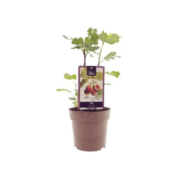 Ficus Brown Turkey - Albero Di Fico - Ø15Cm - ↕40Cm - Pianta D'appartamento Tropicale Con Foglie Grandi E Lucide - Facile Da Curare E Decorativa - Per Interni E Ambienti Esterni Caldi-image