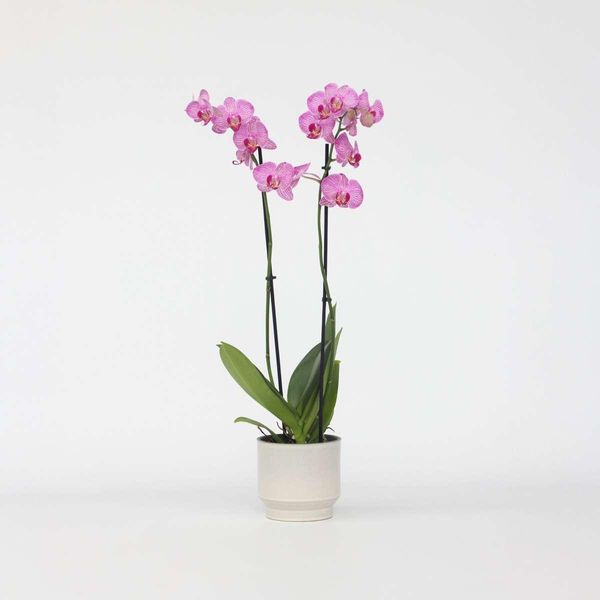 Orchidea Farfalla Phalaenopsis – Viola – Altezza 50–60 Cm – Ø 12 Cm – Elegante Pianta Da Appartamento Con 2 Germogli Fioriti – Orchidea Longeva E Facile Da Curare Per La Casa, L'ufficio E Come Idea Regalo-image