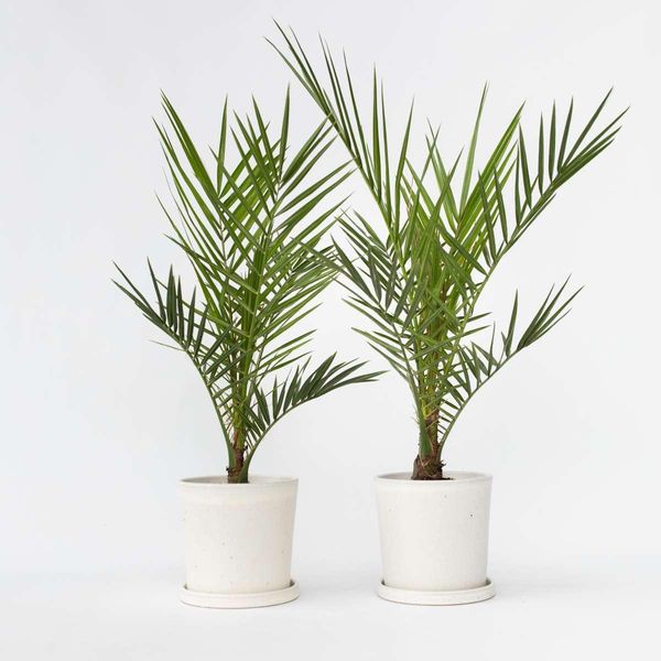 Palma Da Dattero Delle Canarie – 2 Piante – Phoenix Canariensis – Altezza 50–60 Cm – Ø 15 Cm – Palma Mediterranea Da Giardino E Terrazzo – Facile Da Curare E Moderatamente Resistente Al Freddo – Per Sole E Coltivazione In Vaso-image