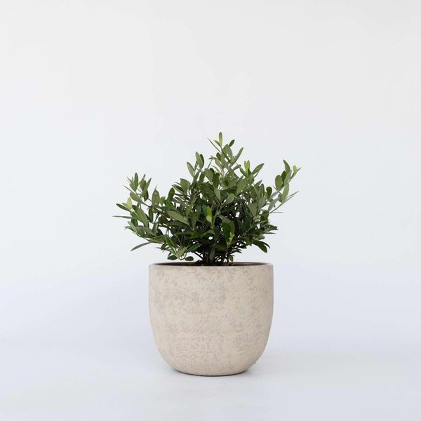 Olivo – Olea Europaea – Altezza 30–40 Cm – Ø 21 Cm – Olivo Vero In Stile Bonsai – Pianta Mediterranea Sempreverde Per Giardino, Terrazza E Balcone-image