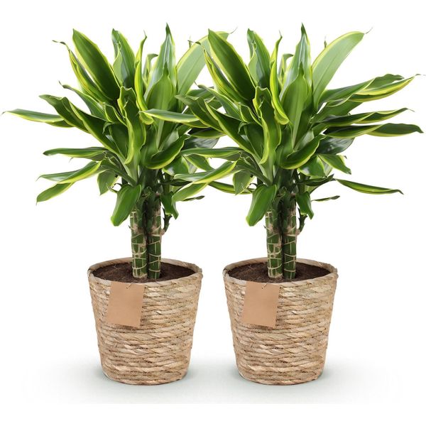 Dracaena Fragrans Golden Coast – Due Alberi Del Drago Facili Da Curare In Un Cesto Decorativo – 17 Cm – Altezza 50-55 Cm – Piante Da Appartamento Colorate Per Interni – Piante Ornamentali Con Foglie Verde-Gialle-image