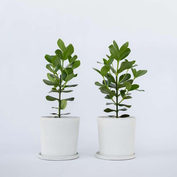 Clusia Balsamapfel – 2 Piante – Clusia Rosea ‘Princess’ – Altezza 50–60 Cm – Ø 17 Cm – Piante Da Appartamento Che Purificano L'aria Con Grandi Foglie Lucide – Piante Verdi Tropicali Per Soggiorno E Ufficio-image