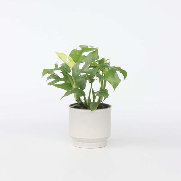 Monstera Foglia Finestra – Rhaphidophora Tetrasperma – Monstera Minima Con Foglie Decorative – Pianta Da Appartamento Che Purifica L'aria Per Casa E Ufficio – Facile Da Curare E A Crescita Rapida – Altezza 20-30 Cm – Ø 12 Cm-image