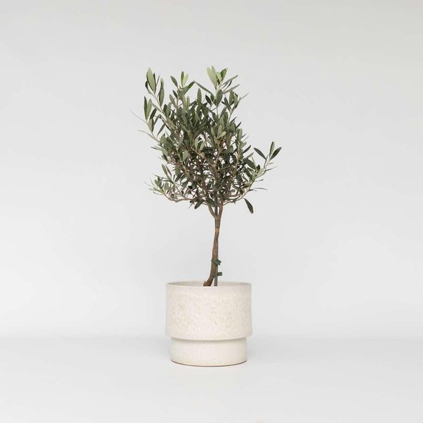 Olivo – Olea Europaea – Altezza 60–70 Cm – Ø 17 Cm – Autentico Olivo Mediterraneo – Pianta Da Vaso Sempreverde Con Fogliame Argenteo – Pianta Ornamentale Resistente Al Freddo Per Giardini, Terrazze E Balconi-image