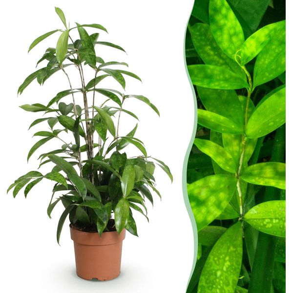 Dracaena Surculosa – Albero Del Sangue Di Drago – 17 Cm – Altezza 60–70 Cm – Pianta Da Appartamento Verde Facile Da Curare Con Foglie Eleganti, Ideale Per Soggiorni E Uffici-image