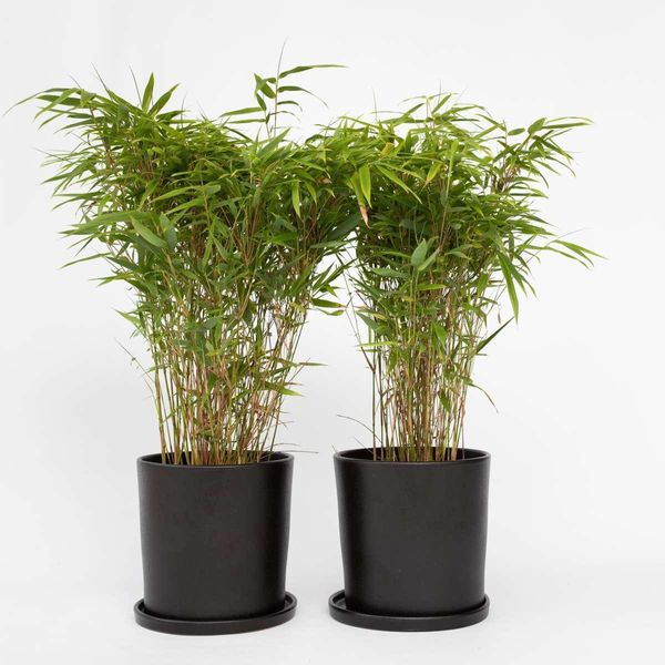 Bambù – 6 Piante – Fargesia Nitida 'Gansu' – Bambù Resistente Al Freddo, Non Invasivo, Ideale Per Siepi E Schermi Protettivi – Sempreverde E Facile Da Curare – Altezza 50–70 Cm – Ø 17 Cm-image