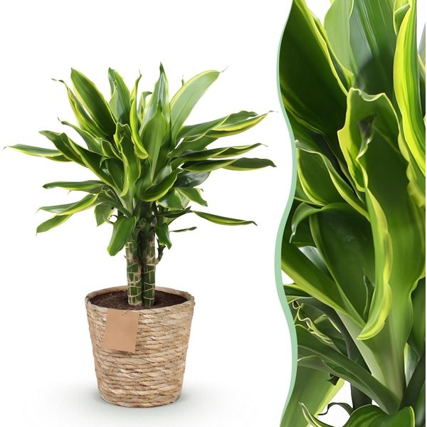 Dracaena Fragrans Golden Coast – 50-55 Cm – 17 Cm Con Cesto – Dracaena Facile Da Curare Con Fogliame Verde Dorato – Pianta D'appartamento Decorativa Per Soggiorno, Ufficio E Camera Da Letto-image