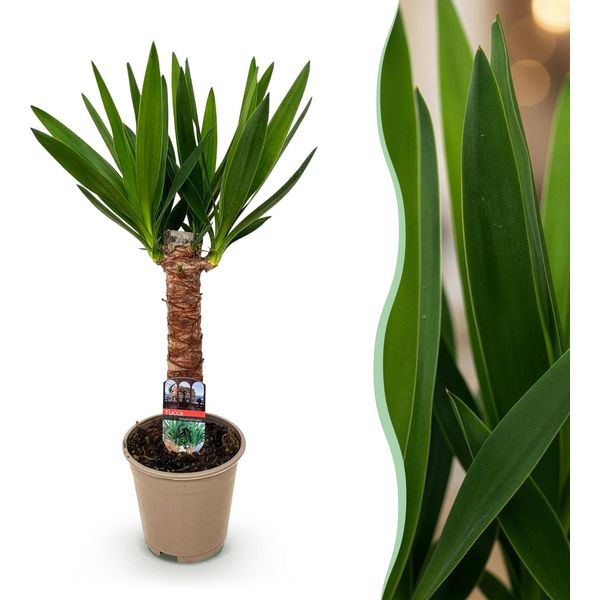 Yucca Elephantipes – 55 Cm – 14 Cm – Yucca Facile Da Curare Con Foglie Lunghe E Strette – Pianta Da Appartamento Robusta E Purificatrice Dell'aria Per Ambienti Moderni-image