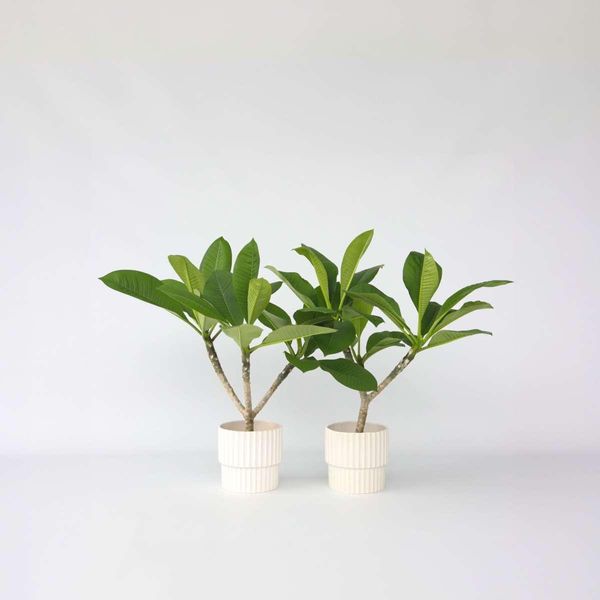 Palma Delle Hawaii – 2 Piante – Plumeria Rubra – Altezza 45-55 Cm – Ø 17 Cm – Pianta Tropicale Profumata Con Fiori Esotici – Per Luoghi Soleggiati – Ideale Per Balconi, Terrazze E Giardini D'inverno-image